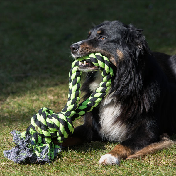 PROCYON XXL-Kauseil - Ring – Bild 4